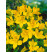 Alstroemeria ´Lutea´ / Peruánska ľalia žltá, bal. 2 ks, I.