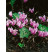Cyclamen ´Hederifolium´ / Cyklámen, bal. 2 ks, 13/15
