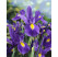 Iris Hollandica ´Blue Magic´ / Kosatec holandský, bal. 25 ks, 7/8