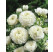 Ranunculus ´White´ / Iskerník, bal. 10 ks, 6/+