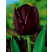 Tulipa ´Queen of Night´ / Tulipán ´Kráľovná noci´, bal. 7 ks, 11/12