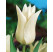 Tulipa ´White Triumphator´ / Tulipán, bal. 7 ks, 11/12