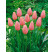 Tulipa ´Menton´ / Tulipán, bal. 7 ks, 11/12
