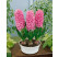 Hyacint ´Pink Pearl´, bal. 5 ks, 15/16