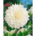 Dahlia ´White Perfection´ / Georgína, I.