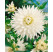 Dahlia ´Cactus White´ / Georgína kaktusovitá biela, bal. 3 ks, I., XL