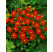 Dahlia topmix ´Red´ / Mini-georgína červená, I.