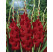 Gladiolus ´Oscar´ / Mečík, bal. 10 ks, 12/14