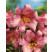 Lilium ´Pink Perfection´ / Ľalia, bal. 1 ks, 16/18