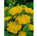 Achillea filipendulina ´Parker´s Variety´, K9