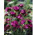 Dianthus carthusianorum / Klinček kartuziánsky, K9
