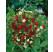 Fragaria vesca ´Alexandria´ / Jahoda lesná, K7