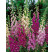 Digitalis purpurea ´Foxy´ / Náprstník, K9