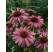 Echinacea purpurea ´Magnus´ / Rudbekia purpurová, C1