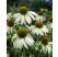 Echinacea purpurea ´Alba´ / Rudbekia biela, K9