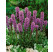 Liatris spicata ´Kobold´ / Liatra klasnatá, C1,5
