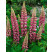 Lupinus R.V. 'Schlossfrau'(La Chatelaine) / Lupina, Vlčí bôb , K9