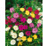 Mirabilis Jalapa mixed colours / Nocovka jalapovitá, bal. 5 ks, II.