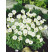 Silene maritima ´Weisskehlchen´ / Silenka, K9