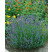 Lavandula angustifolia ´Munstead Strain´ / Levanduľa úzkolistá, K9