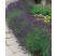 Lavandula angustifolia ´Hidcote Blue´ / Levanduľa úzkolistá, K9