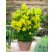 Acacia dealbata / Akácia mimóza, K9