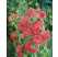 Achillea millefolium ´Cerise Queen´ / Červený rebríček, C1