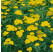 Achillea tomentosa ´Aurea´ / Rebríček, K9