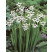 Gladiolus callianthus ´Murielae´ / Acidanthera murielae / Acidantera, bal. 10 ks, 6/8, SUPERCENA