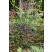 Actaea simplex ´Brunette´ / Ploštičník strapcovitý, C1
