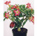 Adenium obesum / Púštna ruža / Adénium hrubé, 20-30 cm, K14