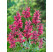 Agastache rugosa ´Red Fortune´ / Agastache, K9