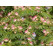 Albizia julibrissin / Albízia ružová, 60-80 cm, C1,5