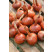 Cibuľa šalotka ´Red Sun´, bal. 0,25 kg, 8/16 mm
