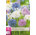 Allium ´Buzzing Beauties´ / Okrasný cesnak, bal. 15 ks, 6/+