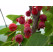 Amelanchier alnifolia ´Thiessen´ / Muchovník, 80-100 cm, K11