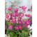 Anemone ´Prinz Heinrich´ / Veternica plnokvetá ružová, K9