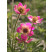 Anemone multifida Annabella Deep Rose / Veternica, K9