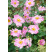 Anemone ´Lorelei ´ / Veternica plnokvetá bledoružová, K9