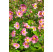 Anemone hupehensis ´Serenade´ / Veternica Hupénska ružová, C1