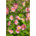 Anemone hupehensis ´Serenade´ / Veternica Hupénska ružová, K9