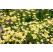 Anthemis tinctoria ´E.C.Buxton´ / Ruman farbiarsky, K9