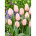 Tulipa ´Apricot Pride´ / Tulipán, bal. 7 ks, 11/12