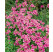 Arabis blepharophylla ´Rose Delight´ / Arábka cyklámenová, C1,5