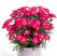 Argyranthemum Day-Zee® ´Wine Red´ / Chryzantémovka, bal. 6 ks sadbovačov