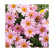 Argyranthemum Percussion® ´Pink Eye´ / Chryzantémovka ružová, bal. 3 ks, 3x K7