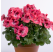 Pelargonium grandiflorum ´pac®Aristo®Salmon´ / Muškát veľkokvetý, K7