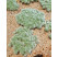 Artemisia schmidtiana ´Nana´ / Palina Schmidtova, C1,5