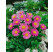 Aster alpinus ´Happy End´ / Astra alpínska ružová, K9