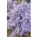 Aster cord. ´Little Carlow´ / Astra srdcovitolistá fialovomodrá, K9